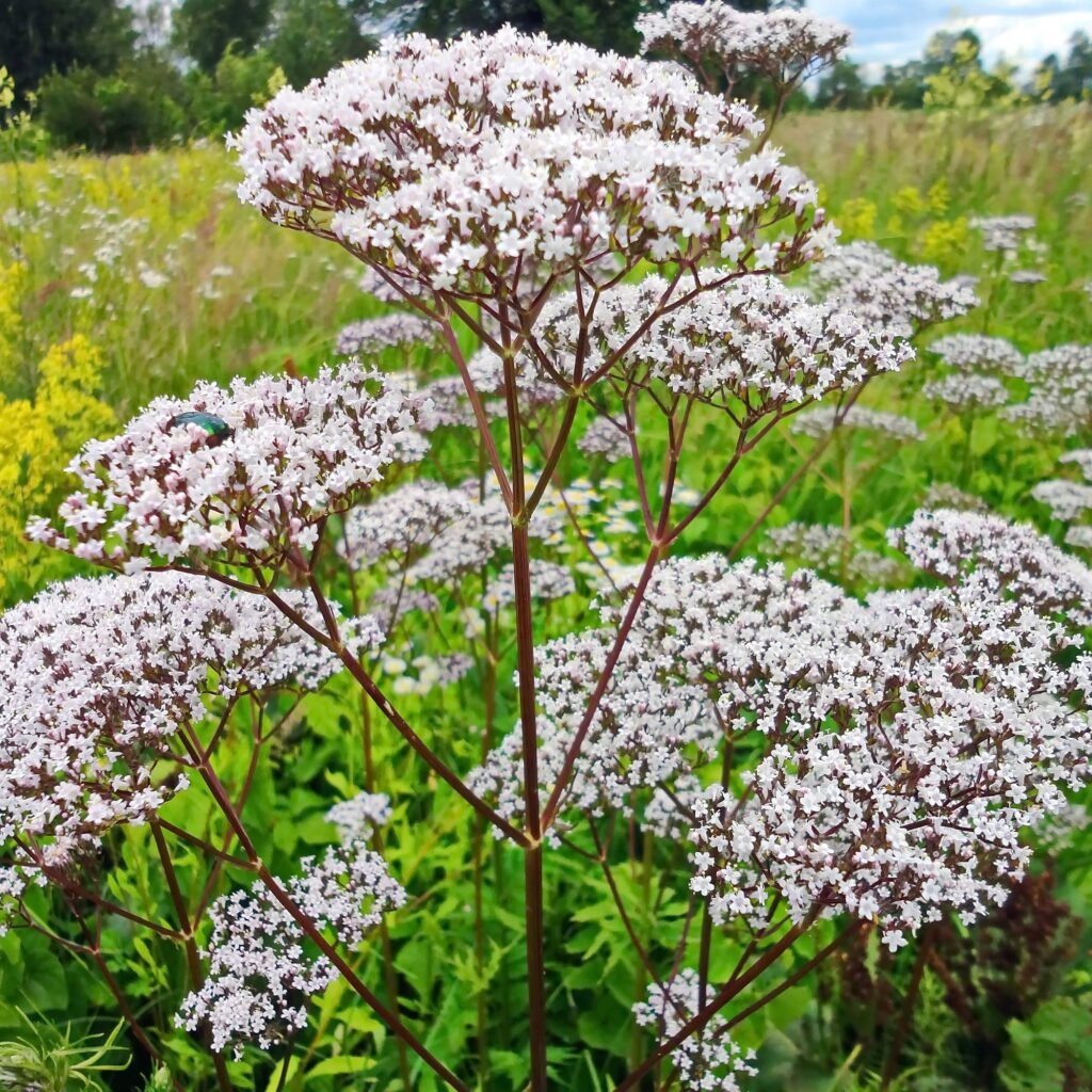 Valerian root
